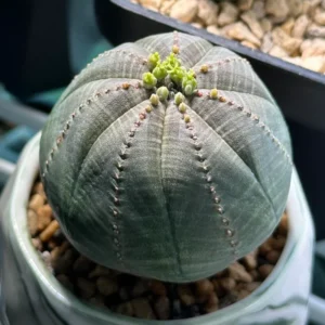 Euphorbia Obesa Hybrid Baseball Plant Live Succulent 3 Inch Pot Rare Cactus