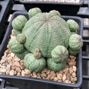 Euphorbia Obesa Hybrid Baseball Plant Live Succulent 3 Inch Pot Rare Cactus