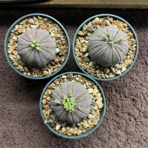 Euphorbia Obesa Hybrid Baseball Plant Live Succulent 3 Inch Pot Rare Cactus