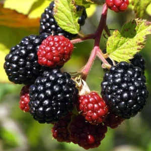 Everbearing Blackberry Plants - 4 Pack Thornless Bushes - High-Yield Garden Variety