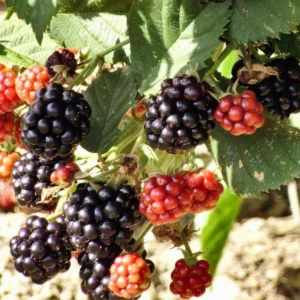 Everbearing Blackberry Plants - 4 Pack Thornless Bushes - High-Yield Garden Variety