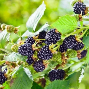 Everbearing Blackberry Plants - Pack of 4 Thornless Bushes - High-Yield