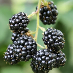 Everbearing Blackberry Plants - Pack of 4 Thornless Bushes - High-Yield