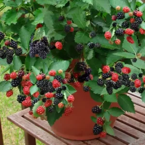 Everbearing Blackberry Plants - Pack of 4 Thornless Bushes - High-Yield