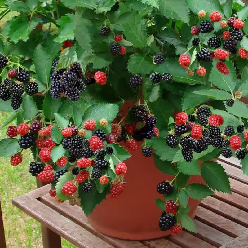 Everbearing Blackberry Plants - Pack of 4 Thornless Bushes - High-Yield