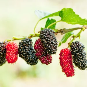 Everbearing Mulberry Tree Live Plant 2 Feet in Gallon Pot