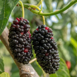 Everbearing Mulberry Tree Live Plant 2 Feet in Gallon Pot