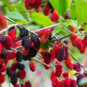 Everbearing Mulberry Tree Live Plant 2 Feet in Gallon Pot