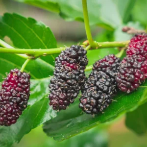 Everbearing Mulberry Tree Live Plant 2 Feet in Gallon Pot