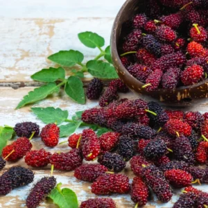 Everbearing Mulberry Tree Live Plant 2 Feet in Gallon Pot