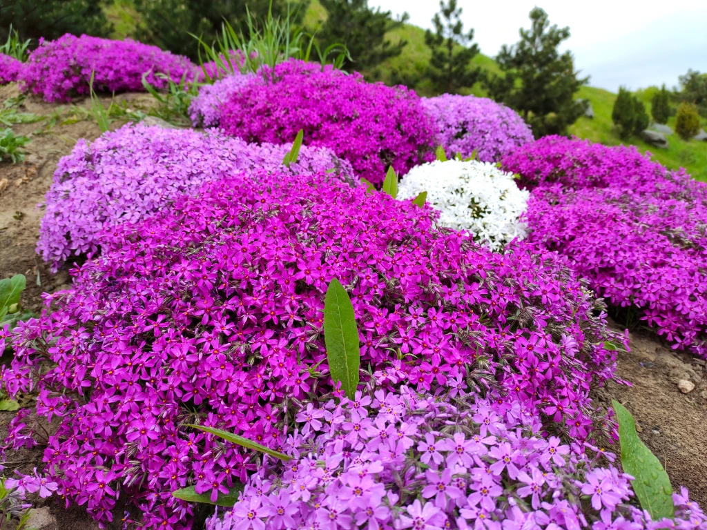 Fast-Growing Ground Cover Plants - Creeping phlox