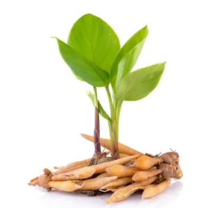 Finger Root Plant - 4-6 Inch Bare Root Outdoor Garden Plant