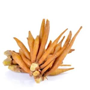 Finger Root Plant - 4-6 Inch Bare Root Outdoor Garden Plant