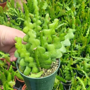 Fishbone Cactus Live Plant - Epiphyllum Anguliger Ric Rac Cactus - Easy Care Houseplant