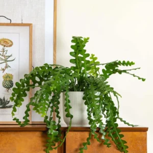 Fishbone Cactus Live Plant - Epiphyllum Anguliger Ric Rac Zig Zag Succulent