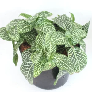 Fittonia Nerve Plant - Green White Veined Houseplant - 2.5 Inch Pot