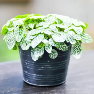 Fittonia Nerve Plant - Green White Veined Houseplant - 2.5 Inch Pot