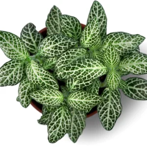 Fittonia Nerve Plant - Green White Veined Houseplant - 2.5 Inch Pot