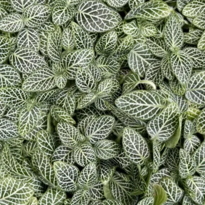 Fittonia Nerve Plant - Green White Veined Houseplant - 2.5 Inch Pot