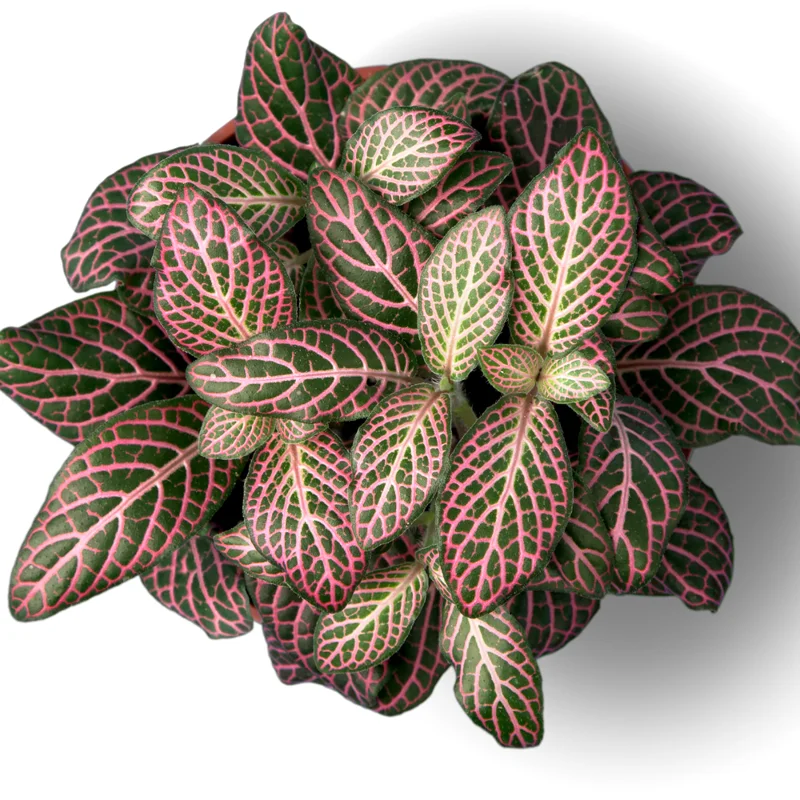 Fittonia Nerve Plant Live 2.5 Inch Potted Houseplant - Veined Indoor Plant