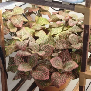 Fittonia Nerve Plant Live 2.5 Inch Potted Houseplant - Veined Indoor Plant