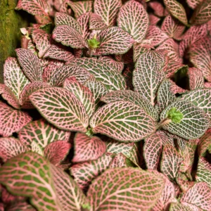 Fittonia Nerve Plant Live 2.5 Inch Potted Houseplant - Veined Indoor Plant
