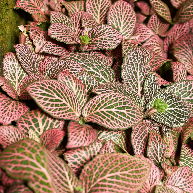 Fittonia Nerve Plant Live 2.5 Inch Potted Houseplant - Veined Indoor Plant