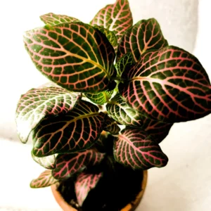 Fittonia Nerve Plant Live 2.5 Inch Potted Houseplant - Veined Indoor Plant