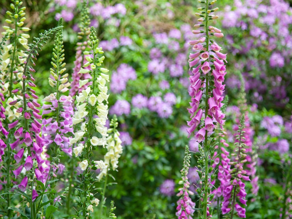 Foxglove (Digitalis purpurea)