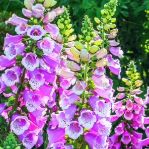 Foxglove Plant Live Perennial Spring Flower - 4 Inches Tall Bareroot Garden Plant