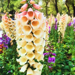 Foxglove Plant Live Perennial Spring Flower - 4 Inches Tall Bareroot Garden Plant