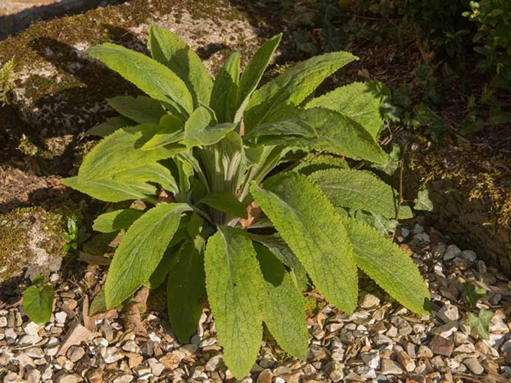 Foxglove leaves