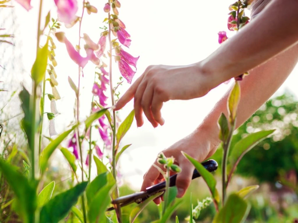prunning Foxgloves