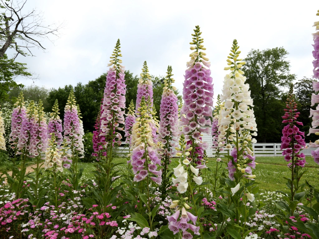 A garden bed filled with tall foxglove plants in various colors, including purple and white, creating a beautiful spring garden display.