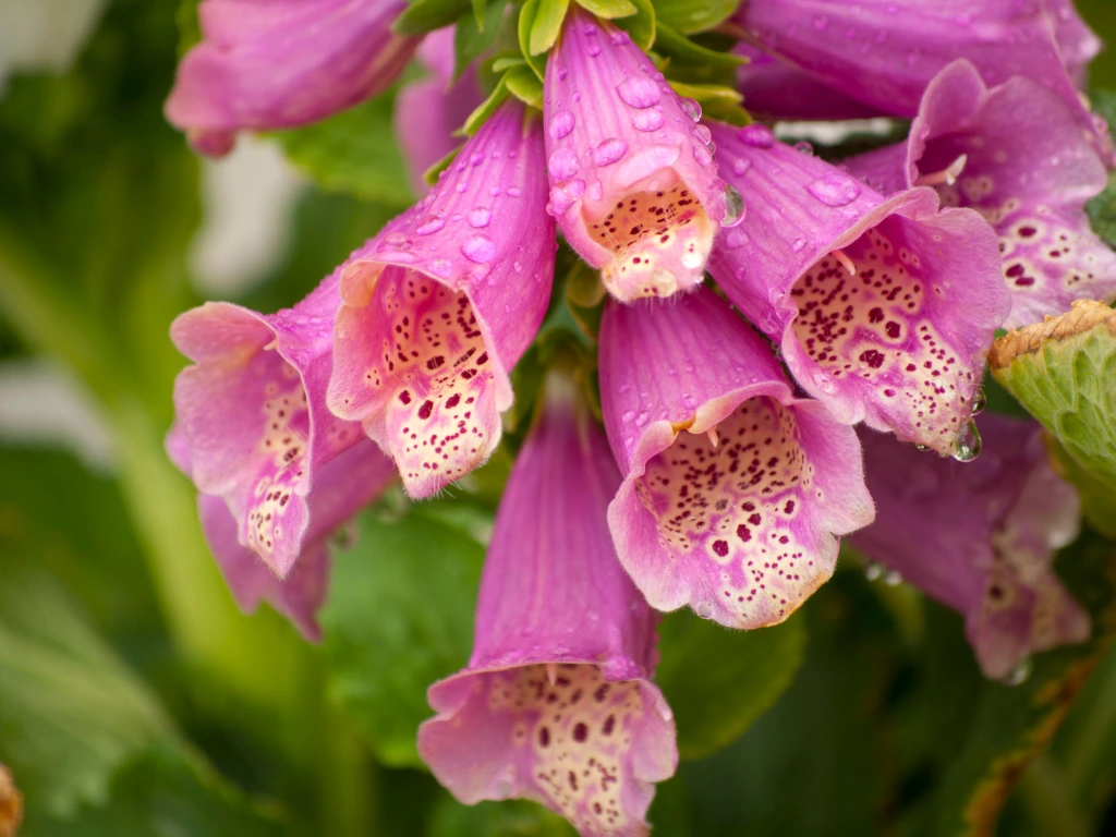 Foxgloves