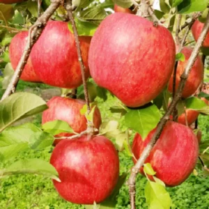 Fuji Apple Trees Live Plants - 24 to 30 Inches Tall Red Apple Tree