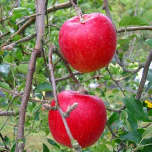 Fuji Apple Trees Live Plants - 24 to 30 Inches Tall Red Apple Tree