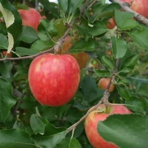 Fuji Apple Trees Live Plants - 24 to 30 Inches Tall Red Apple Tree
