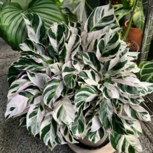 Fusion White Peacock Plant 4 Inch Potted - Calathea Prayer Plant Live Houseplant