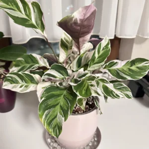 Fusion White Peacock Plant 4 Inch Potted - Calathea Prayer Plant Live Houseplant