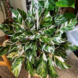 Fusion White Peacock Plant 4 Inch Potted - Calathea Prayer Plant Live Houseplant