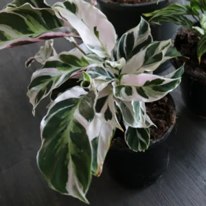 Fusion White Peacock Plant 4 Inch Potted - Calathea Prayer Plant Live Houseplant