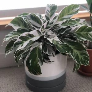 Fusion White Peacock Plant 4 Inch Potted - Calathea Prayer Plant Live Houseplant