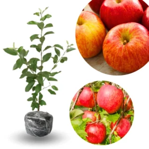Gala Apple Tree Plant - Live Fruit Tree - 24-30 Inches - Red