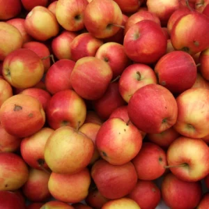 Gala Apple Tree Plant - Live Fruit Tree - 24-30 Inches - Red