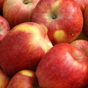 Gala Apple Tree Plant - Live Fruit Tree - 24-30 Inches - Red