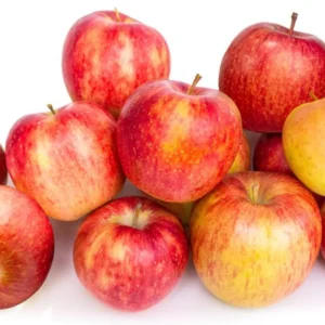 Gala Apple Tree Plant - Live Fruit Tree - 24-30 Inches - Red