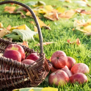 Gala Apple Tree Plant - Live Fruit Tree - 24-30 Inches - Red