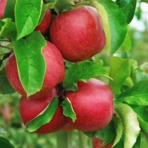 Gala Apple Trees Live Plants - 24 to 30 Inches Tall Red Fruit