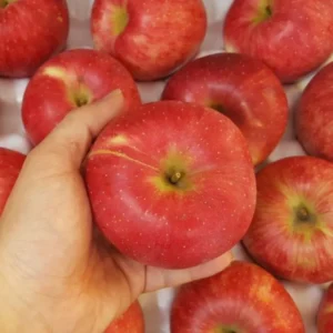 Gala Apple Trees Live Plants - 24 to 30 Inches Tall Red Fruit